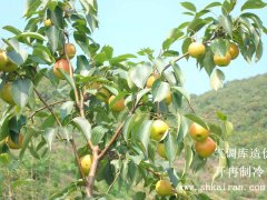 建2000吨南果梨气调库造价成本