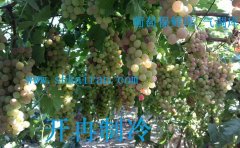 建造一个葡萄、猕猴桃、柠檬保鲜冷库多少钱