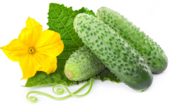 番茄黄瓜保鲜库设计技术