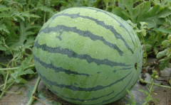 建造-个200平方保鲜冷库价格多少钱