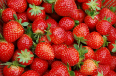 草莓气调库冷藏保鲜技术