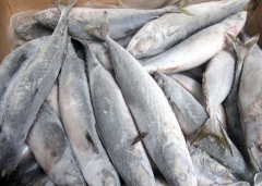 低温冷冻冷库地坪防冻设计重要性