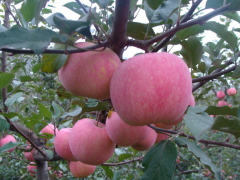 1000吨苹果需要建设多大的保鲜冷库