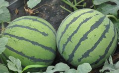 西瓜保鲜冷藏库的保鲜技术