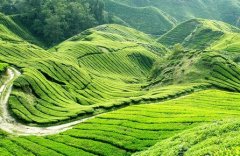 安徽福建茶叶冷库建造选择的优势