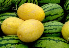 针对瓜果冷库贮藏及管理要点简述