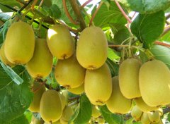 建设气调保鲜库多少钱