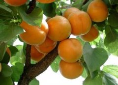 水果（杏子）保鲜冷库贮藏方法