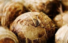 芋头低温冷藏库进库和速冻处理