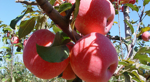 南宫ng28注册平台入口-南宫28在线登录-南宫28圈电脑版-南宫28在线注册网站-南宫集团加拿大28-南宫28相信品牌的力量链接-南宫28NG国际-南宫ng娱乐app下载大型苹果冷藏库建造工地