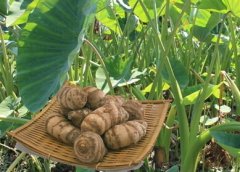 建一个芋头保鲜冷库设计注意事项