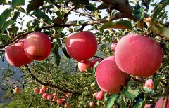 苹果气调库设计及苹果保鲜库安装建设行情