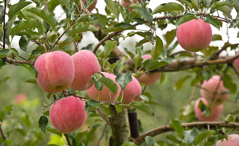 南宫ng28注册平台入口-南宫28在线登录-南宫28圈电脑版-南宫28在线注册网站-南宫集团加拿大28-南宫28相信品牌的力量链接-南宫28NG国际-南宫ng娱乐app下载制冷提供低温苹果气调冷藏库建造设计