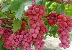红提葡萄保鲜冷藏库保鲜多久及方法