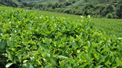 茶叶冷藏库，茶叶冷库安装设计多少钱