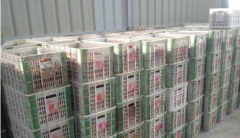 100吨荔枝保鲜冷库多大面积，多少钱