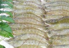 低温海鲜冻库建设  设备报价多少？