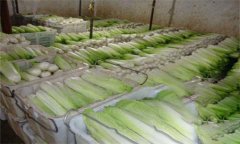 白菜保鲜冷库建设及存储管理