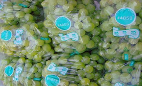 300吨葡萄保鲜库造价，葡萄冷库保鲜期及温度