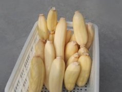 100吨的莲藕怎么保鲜,莲藕保鲜库设计及造价