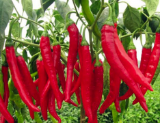 鲜辣椒保鲜库建造，50吨鲜辣椒在冷库可以保鲜多久，造价是多少