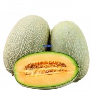 哈密瓜在保鲜库可以储存多久，储存温度是多少？